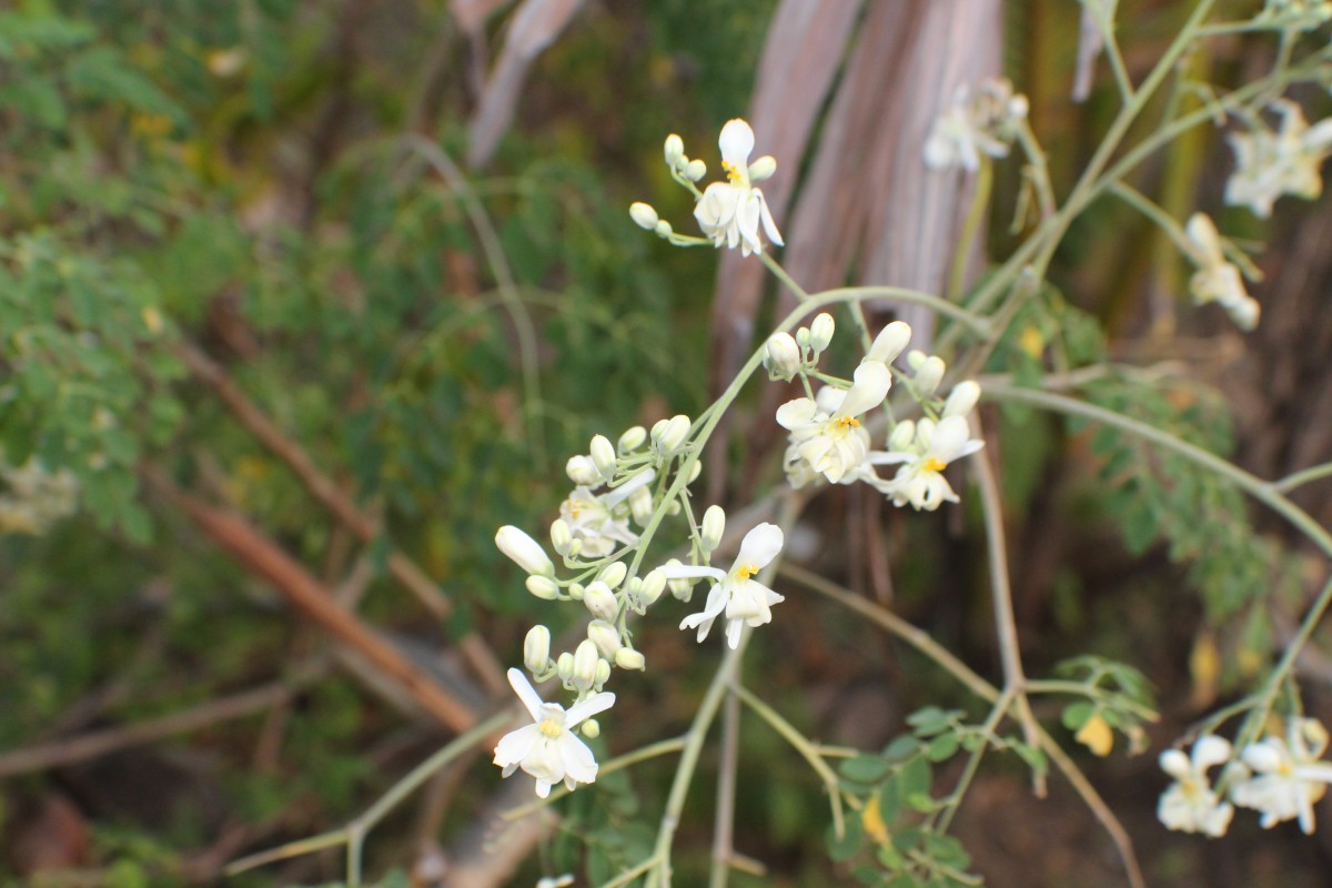 Moringa oleifera Lam.